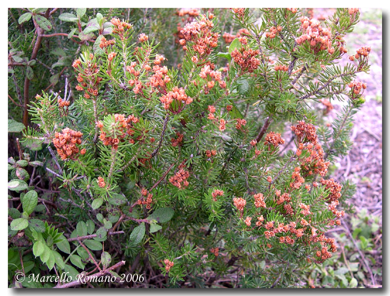 Gariga di Erica multiflora sui monti di Palermo